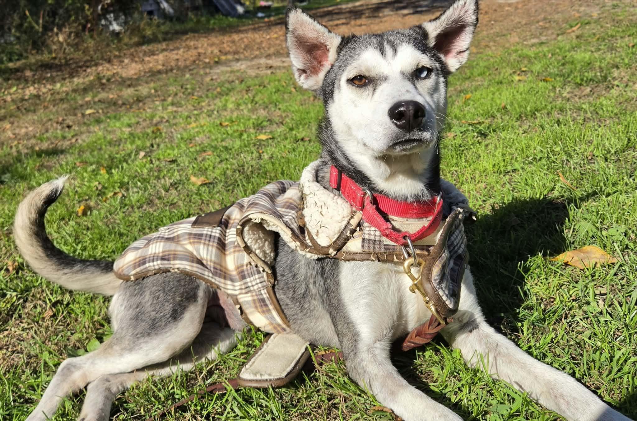 Enlarge Nova, a Adoptable Husky in Grand Rapids, MI image 2/3