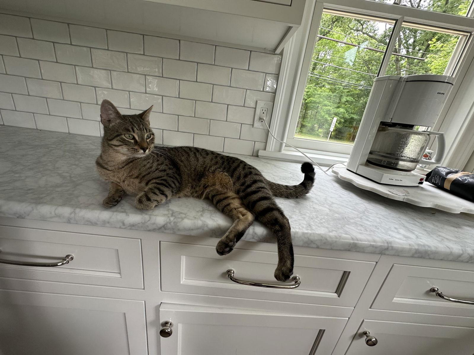 Auggie- Courtesy Post!, a Adoptable Domestic Short Hair in Broomall, PA image 1/2