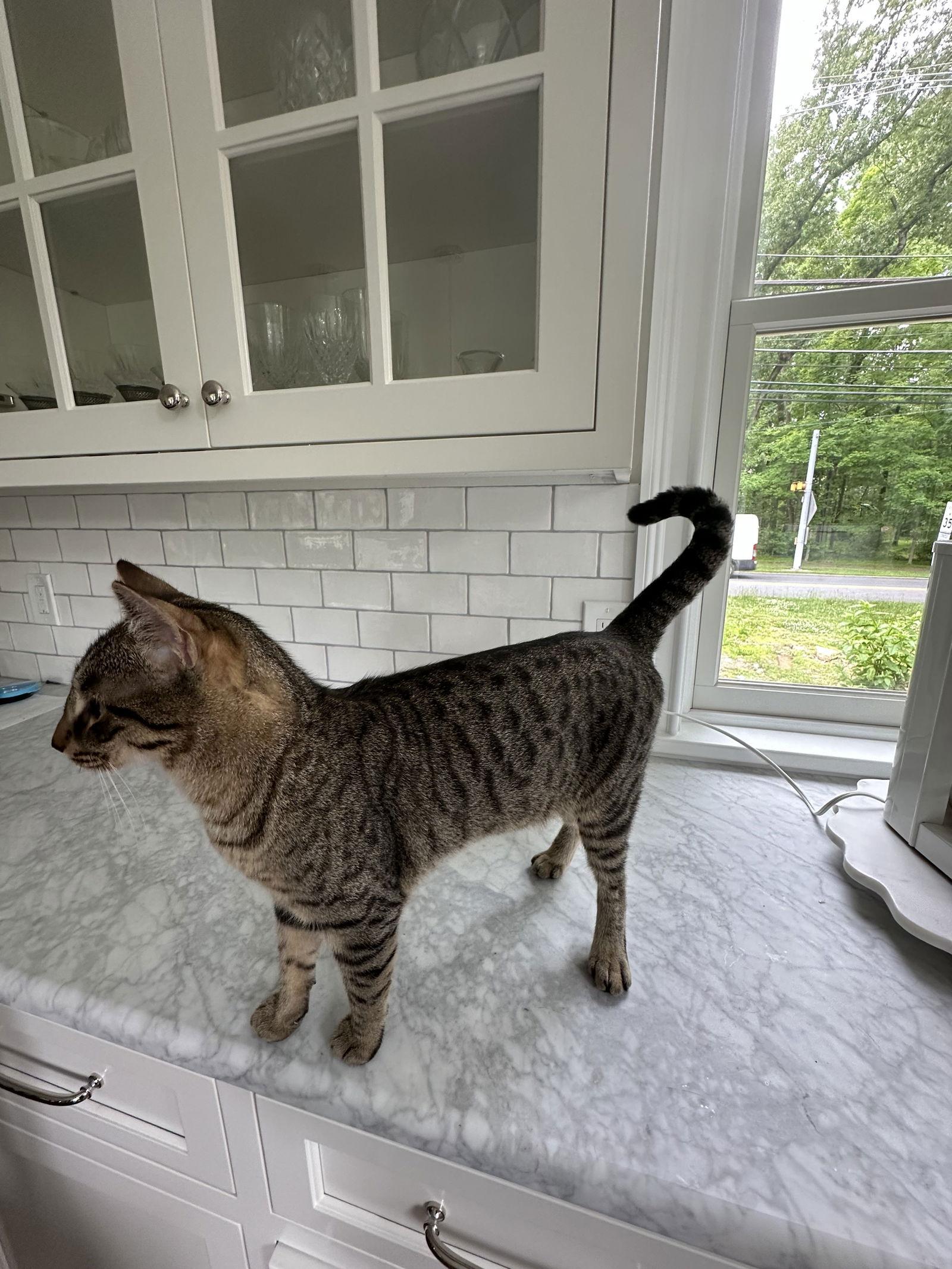 Auggie- Courtesy Post!, a Adoptable Domestic Short Hair in Broomall, PA image 2/2