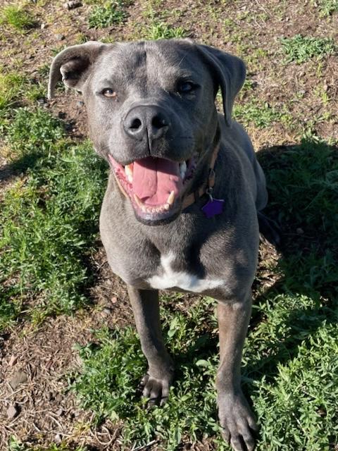 Lucky, an adoptable Labrador Retriever, Pit Bull Terrier in Spooner, WI, 54801 | Photo Image 1