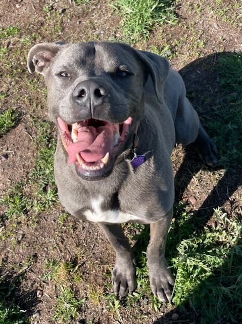 Lucky, an adoptable Labrador Retriever, Pit Bull Terrier in Spooner, WI, 54801 | Photo Image 3