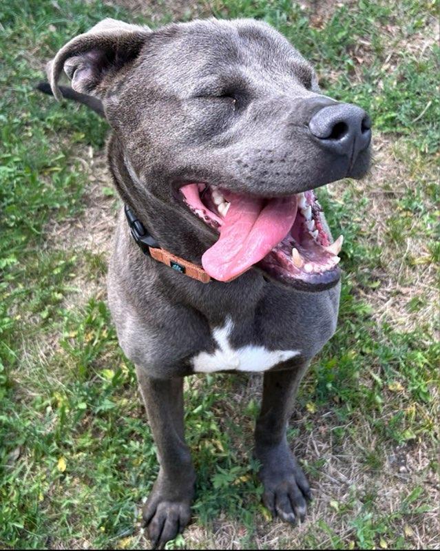 Lucky, an adoptable Labrador Retriever, Pit Bull Terrier in Spooner, WI, 54801 | Photo Image 2
