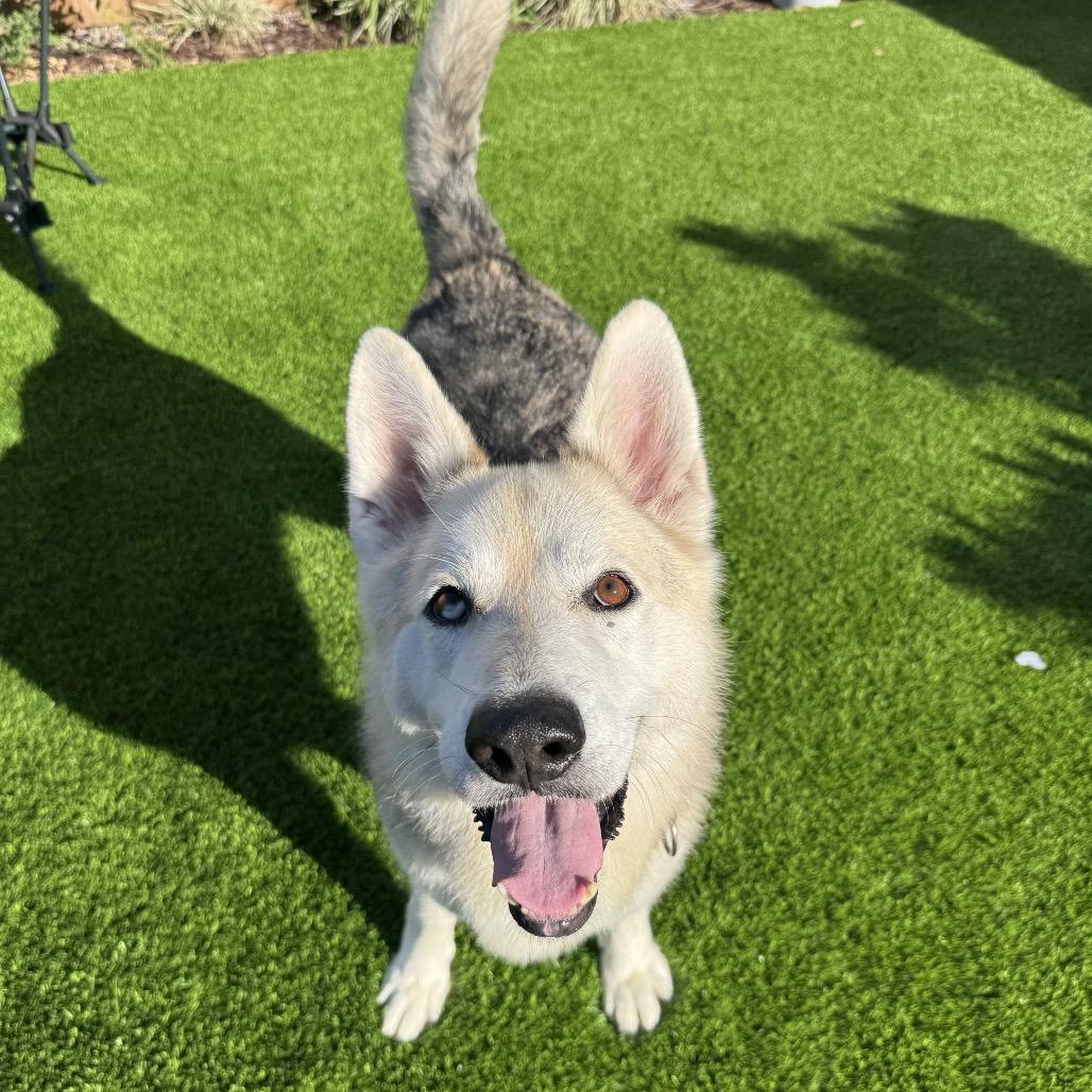 Mouse, a Adoptable mixed breed in San Diego, CA image 1/6