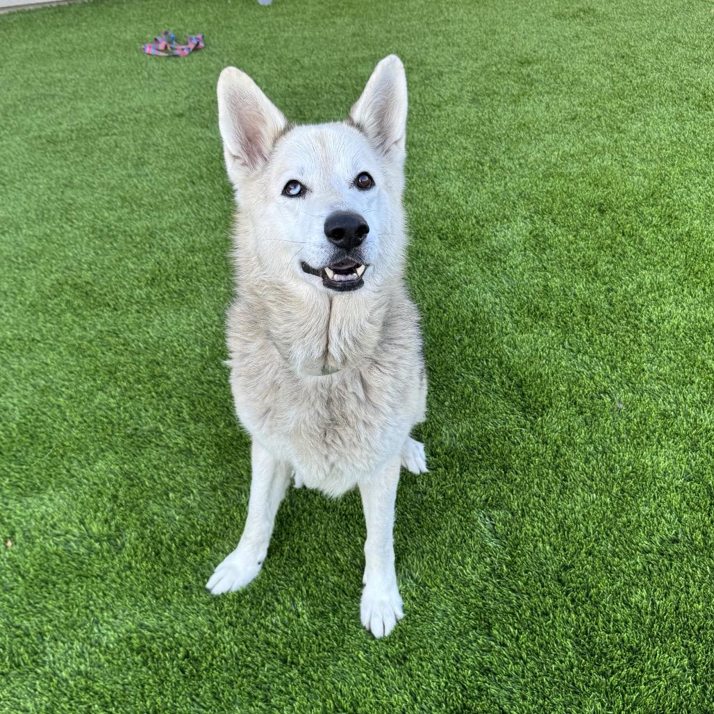 Mouse, Adoptable, Senior Male Husky & Alaskan Malamute.