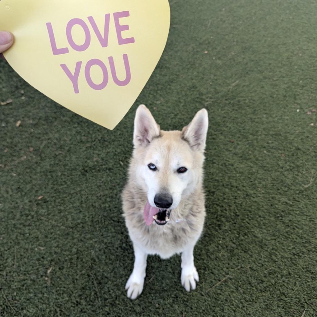 Enlarge Mouse, a Adoptable mixed breed in San Diego, CA image 2/6