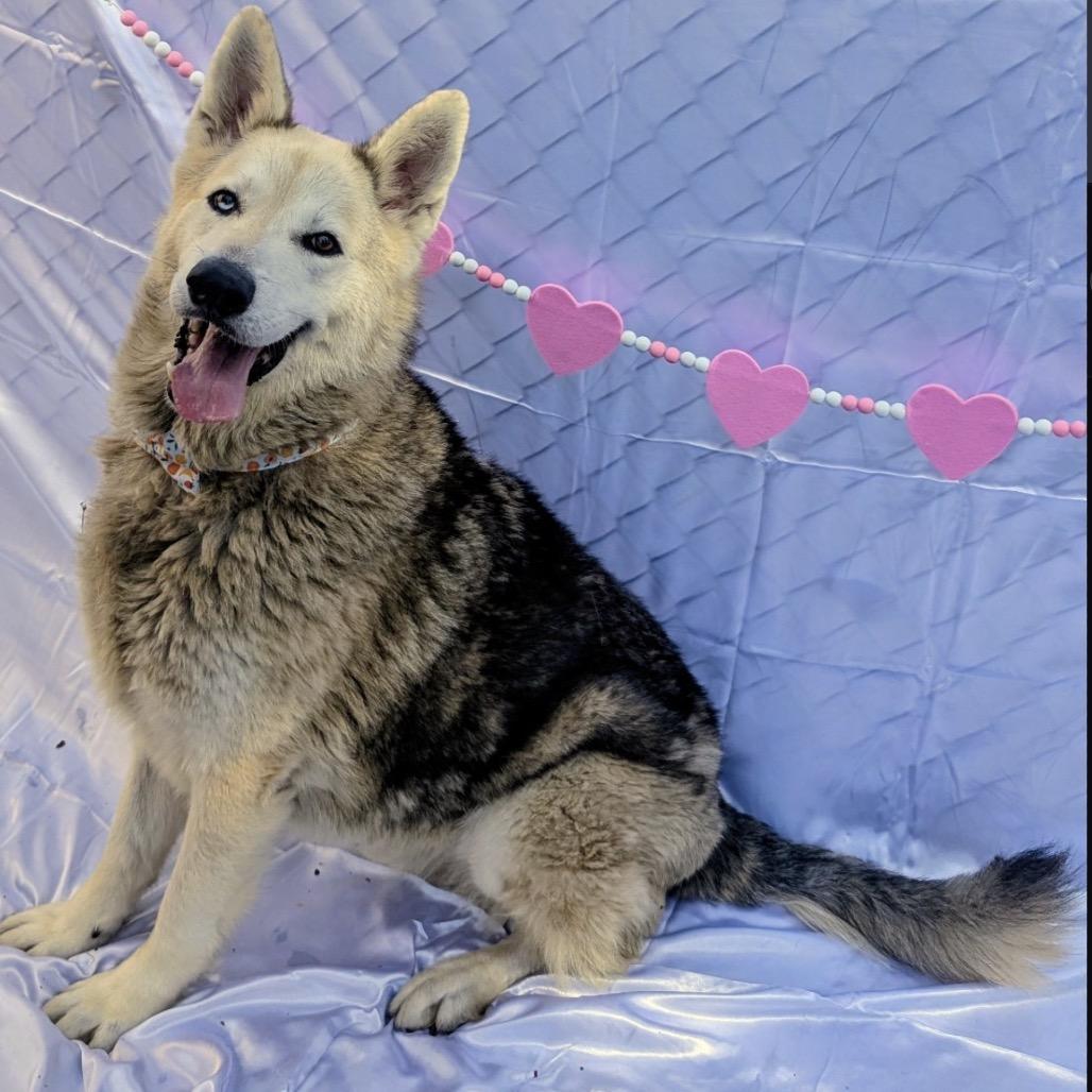 Enlarge Mouse, a Adoptable mixed breed in San Diego, CA image 3/6