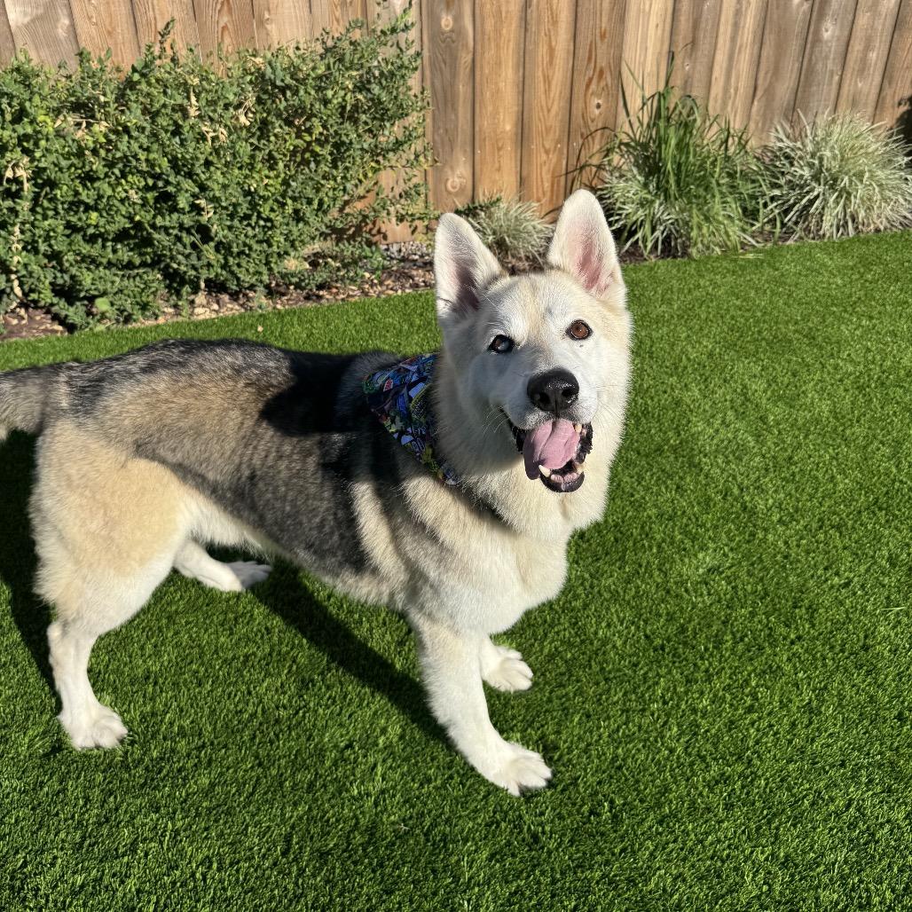 Enlarge Mouse, a Adoptable mixed breed in San Diego, CA image 4/6
