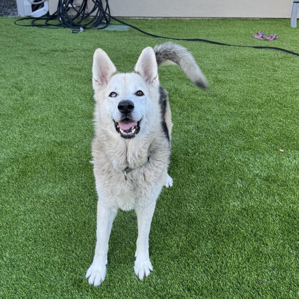 Enlarge Mouse, a Adoptable mixed breed in San Diego, CA image 5/6