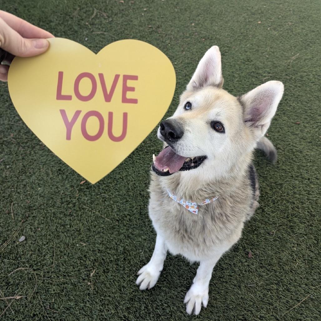 Enlarge Mouse, a Adoptable mixed breed in San Diego, CA image 6/6