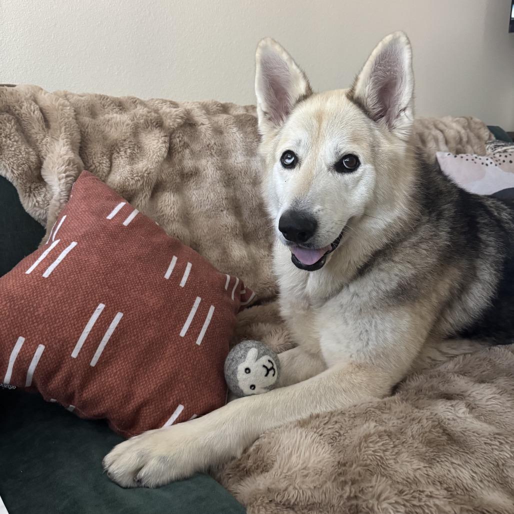 Enlarge Mouse, a Adoptable mixed breed in San Diego, CA image 6/6