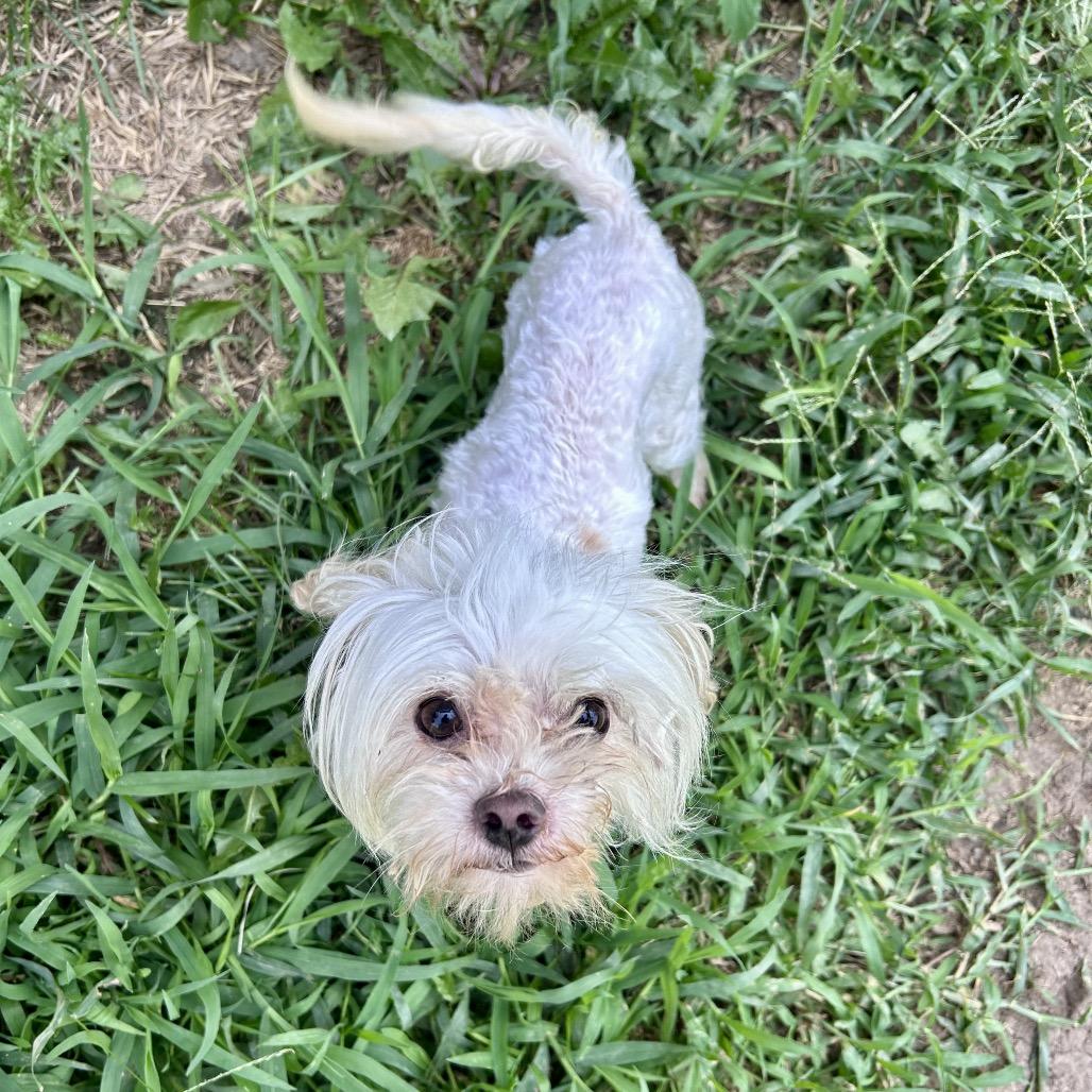 Albus, a Adoptable mixed breed in Peculiar, MO image 2/6