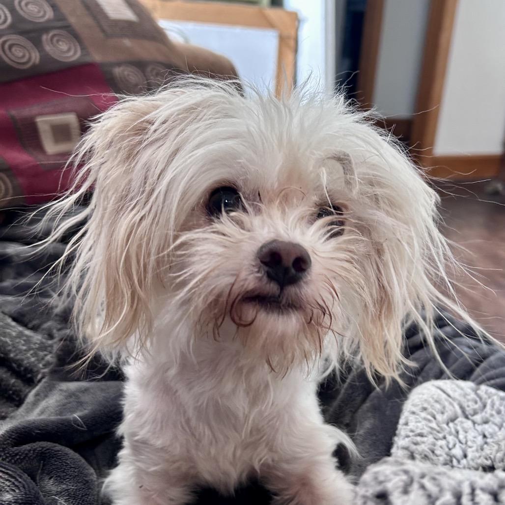 Enlarge Albus, a Adoptable mixed breed in Peculiar, MO image 4/6