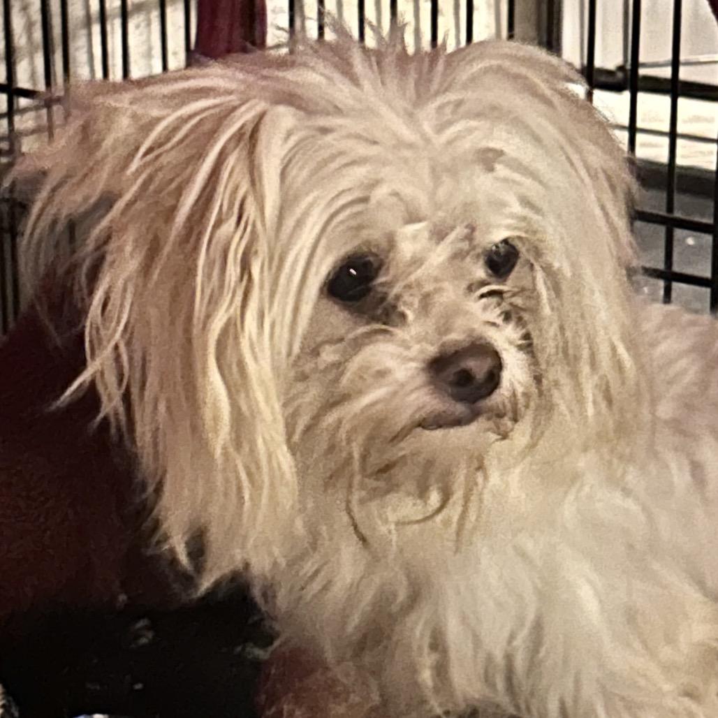 Albus, a Adoptable mixed breed in Peculiar, MO image 4/6
