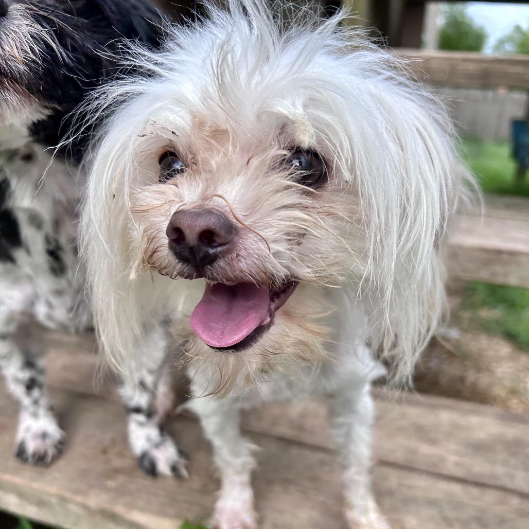 Albus, a Adoptable mixed breed in Peculiar, MO image 5/6