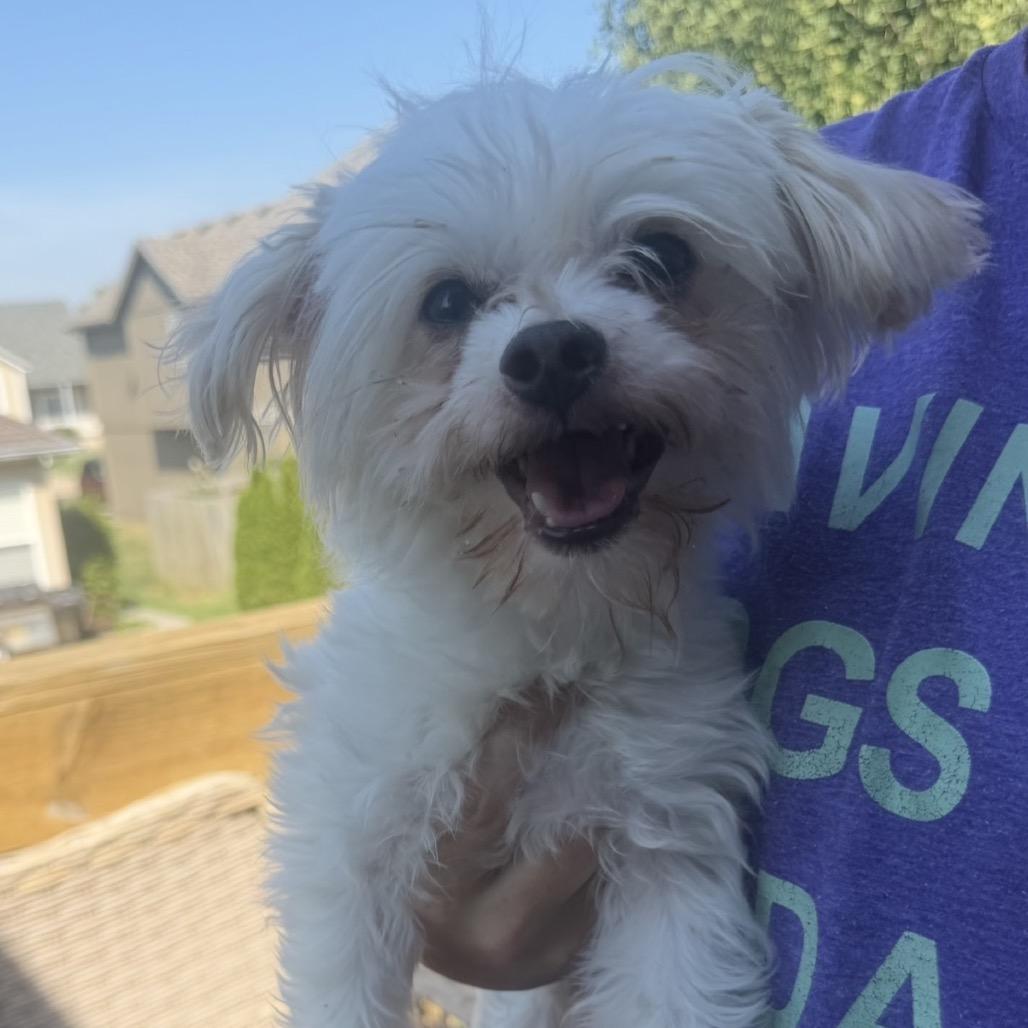 Enlarge Albus, a Adoptable mixed breed in Peculiar, MO image 6/6