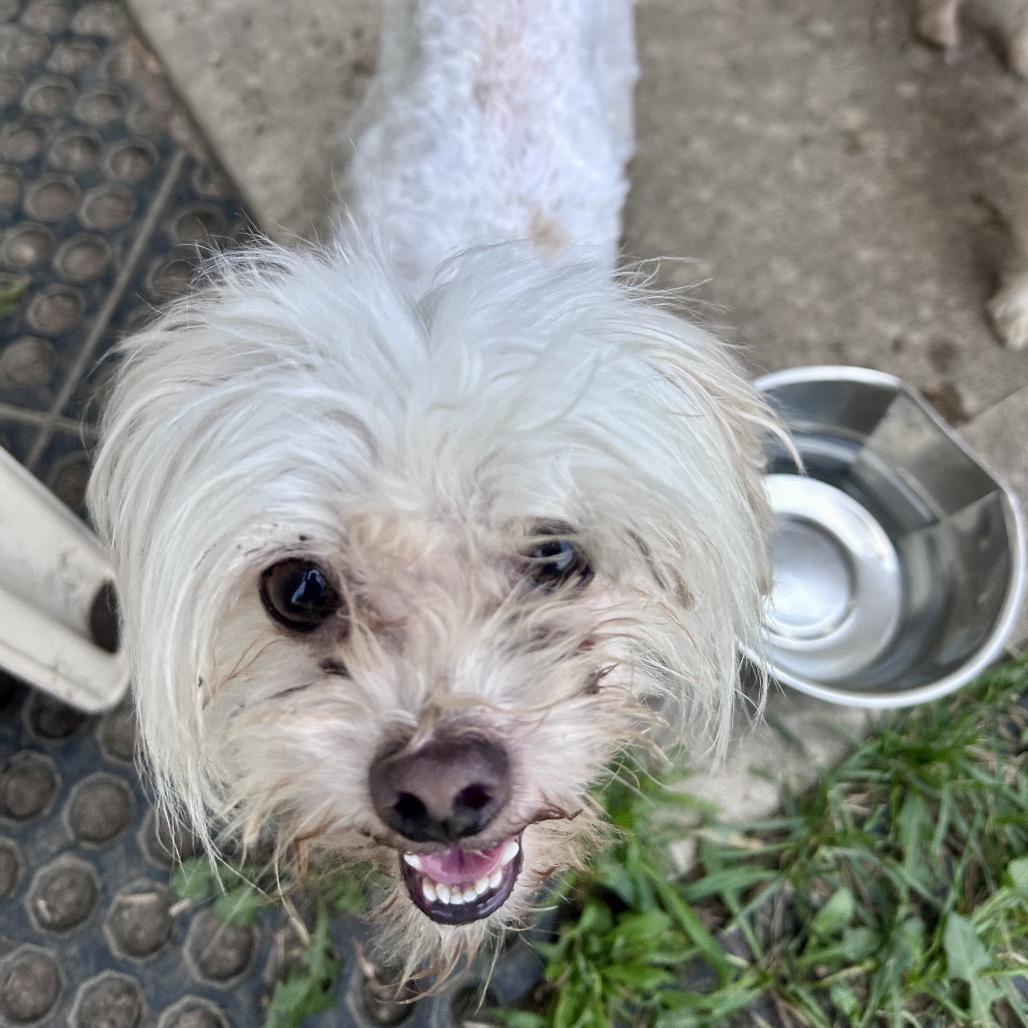 Albus, a Adoptable mixed breed in Peculiar, MO image 6/6
