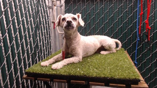 Enlarge CHARLIE, a Adoptable Poodle in Downey, CA image 1/1