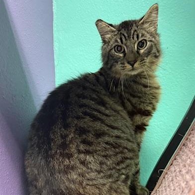 Wolfie, an adoptable Domestic Medium Hair in Camarillo, CA, 93012 | Photo Image 1