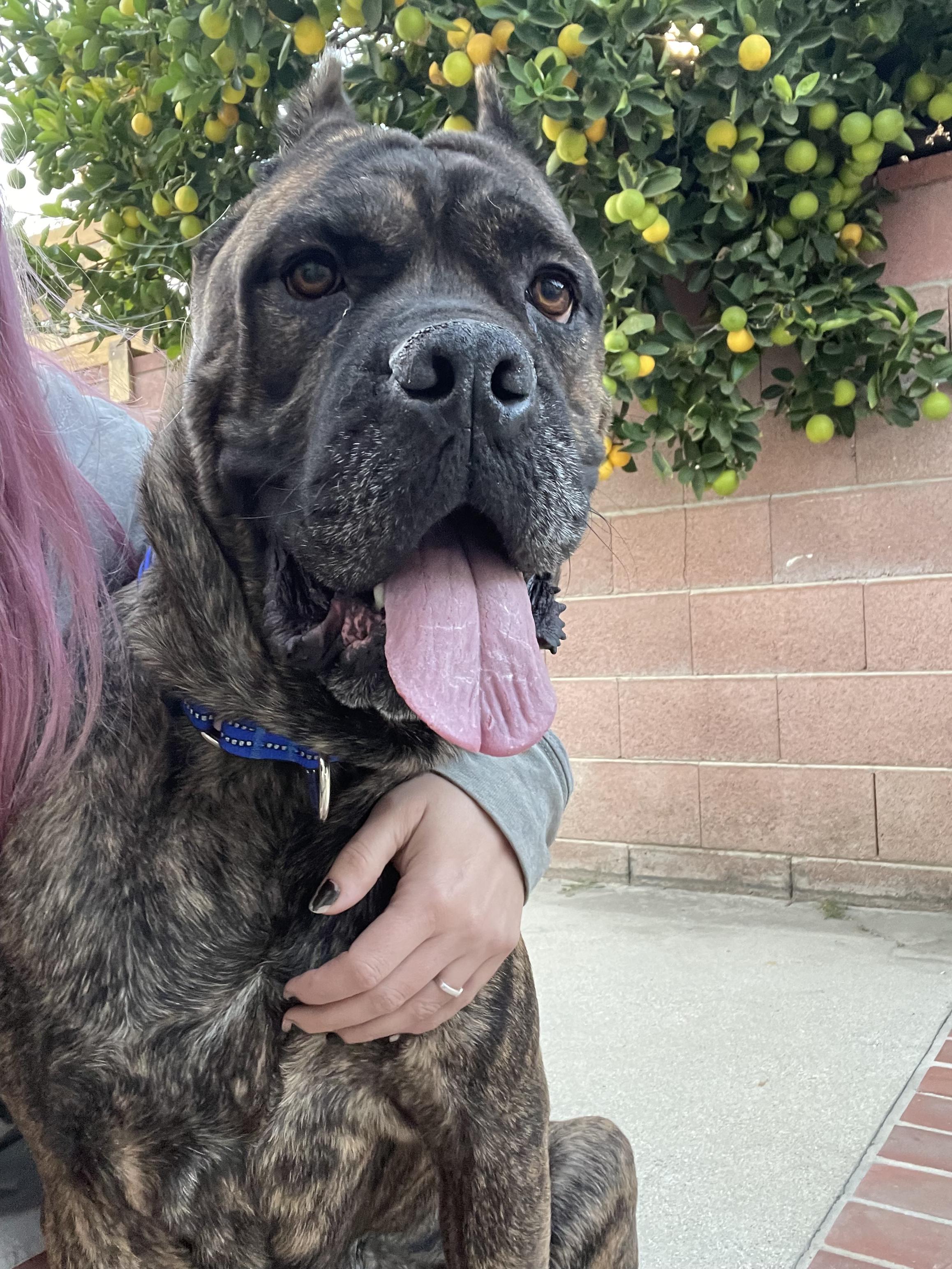Zulu, a Adopted Cane Corso in Tarzana, CA image 1/5