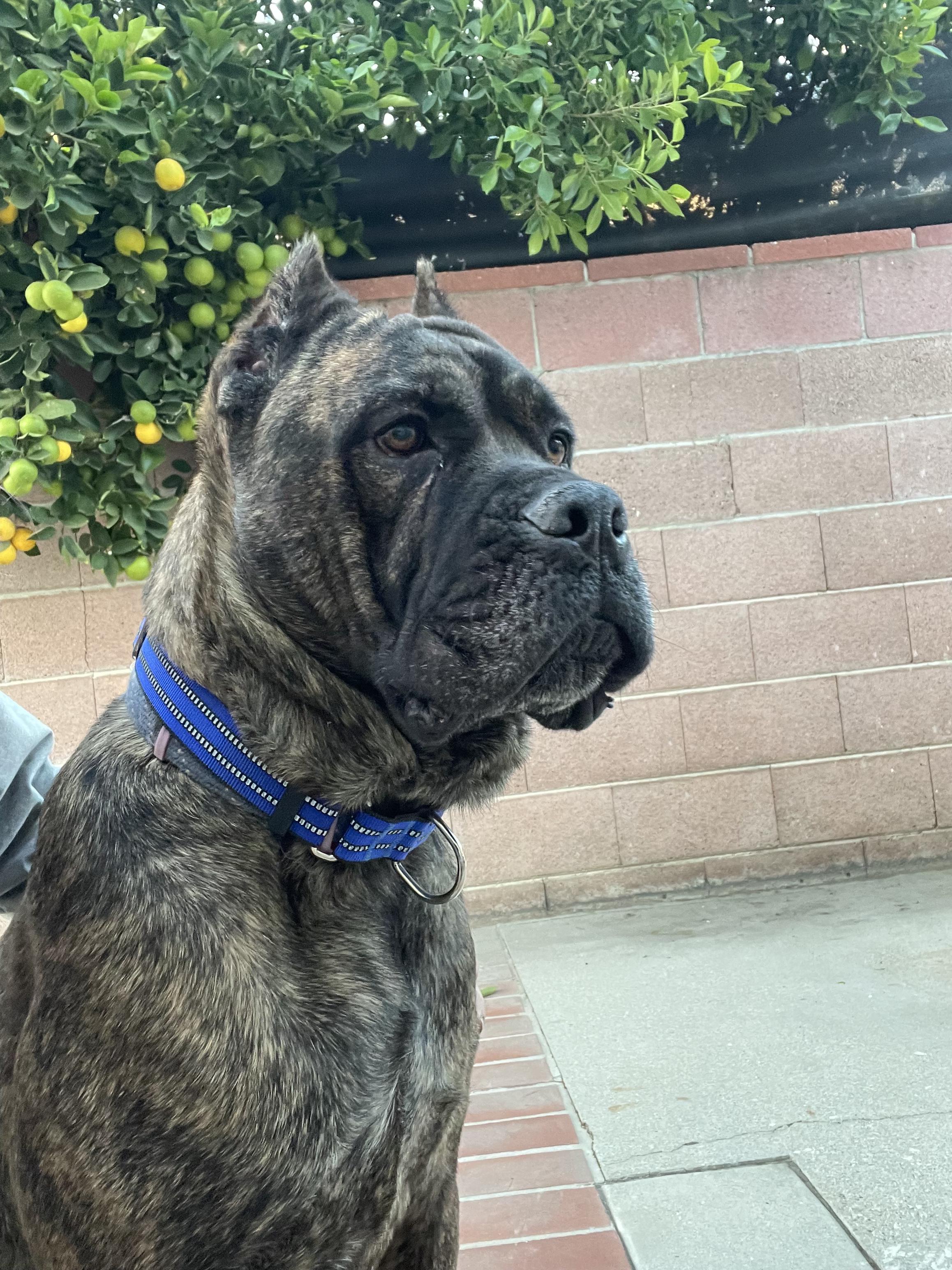 Zulu, a Adopted Cane Corso in Tarzana, CA image 3/5