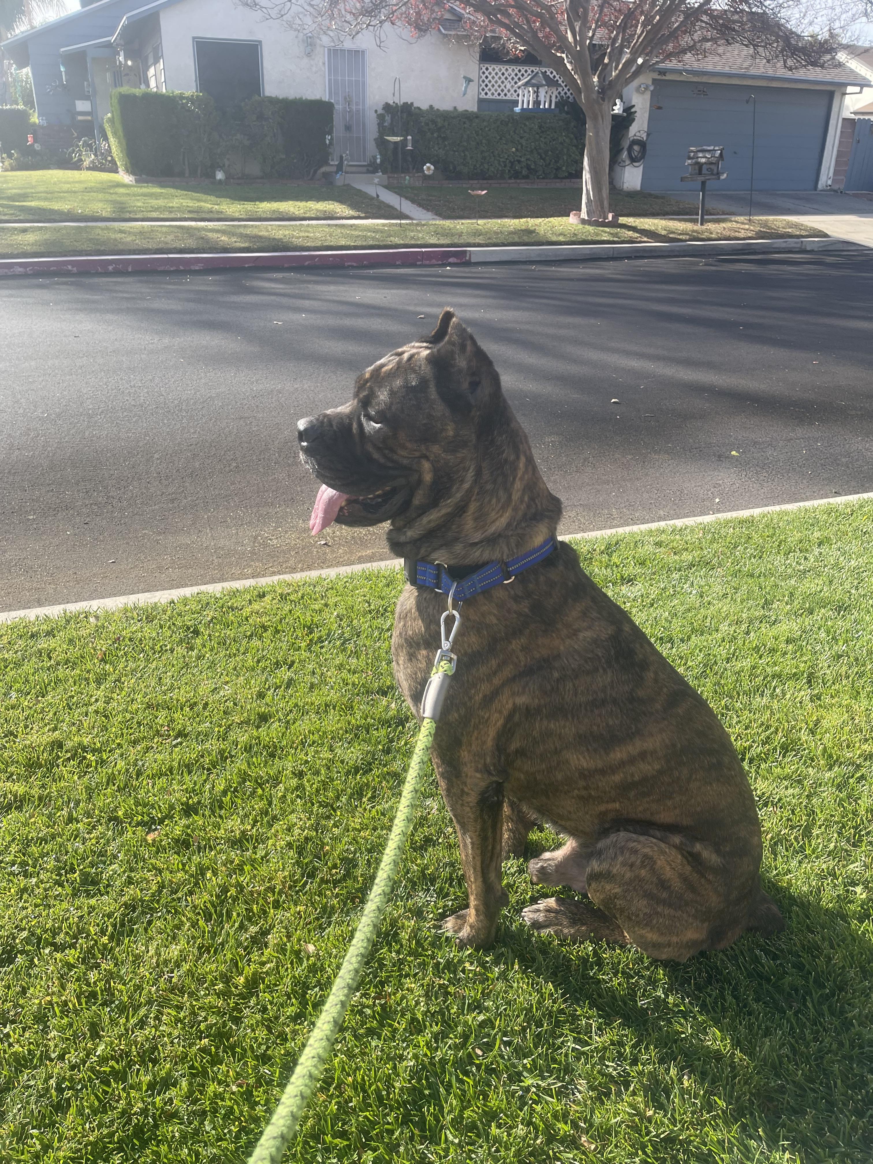Zulu, a Adopted Cane Corso in Tarzana, CA image 4/5