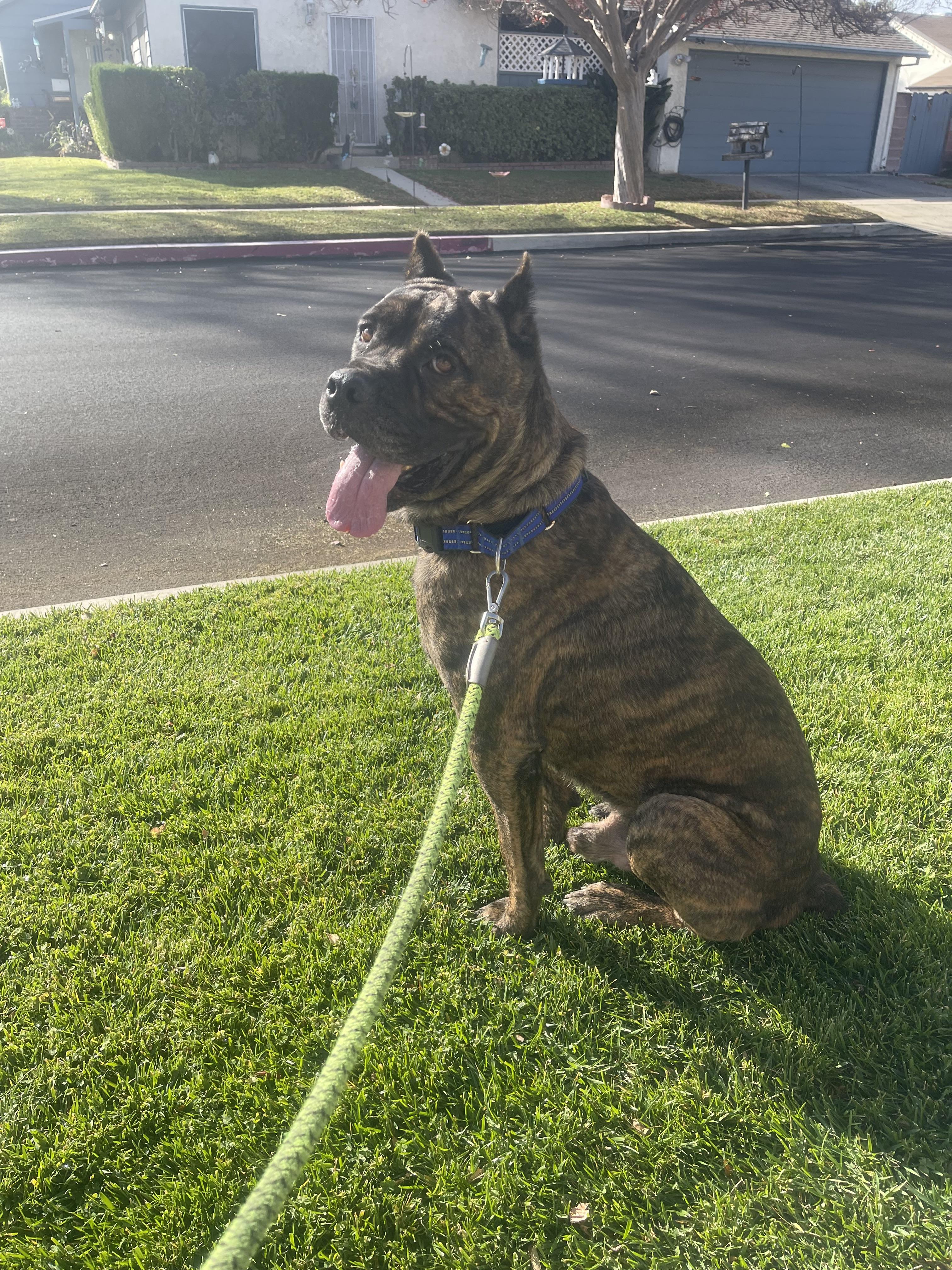 Zulu, a Adopted Cane Corso in Tarzana, CA image 5/5