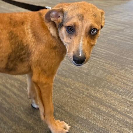 Lyra, a Adoptable mixed breed in Kansas City, MO image 2/6