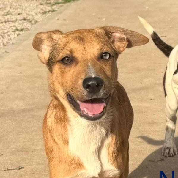 Lyra, a Adoptable mixed breed in Kansas City, MO image 3/6