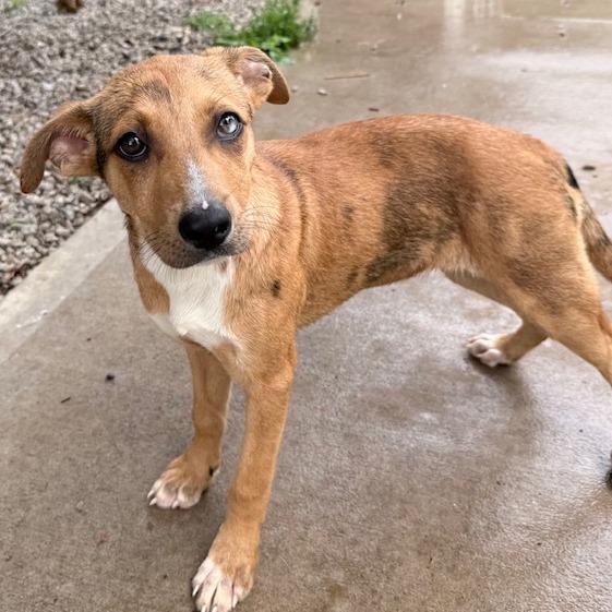 Lyra, a Adoptable mixed breed in Kansas City, MO image 4/6