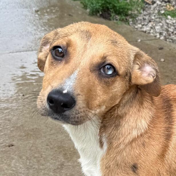 Lyra, a Adoptable mixed breed in Kansas City, MO image 5/6