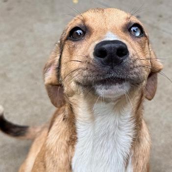 Lyra, a Adoptable mixed breed in Kansas City, MO image 6/6