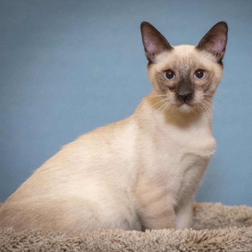 Enlarge Si, an adopted mixed breed in SCOTTSDALE, AZ image 2/3