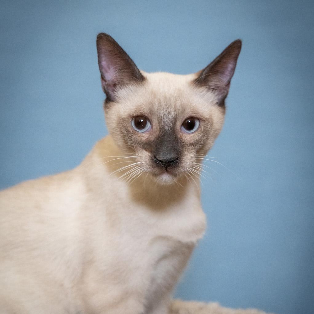 Enlarge Si, an adopted mixed breed in SCOTTSDALE, AZ image 3/3