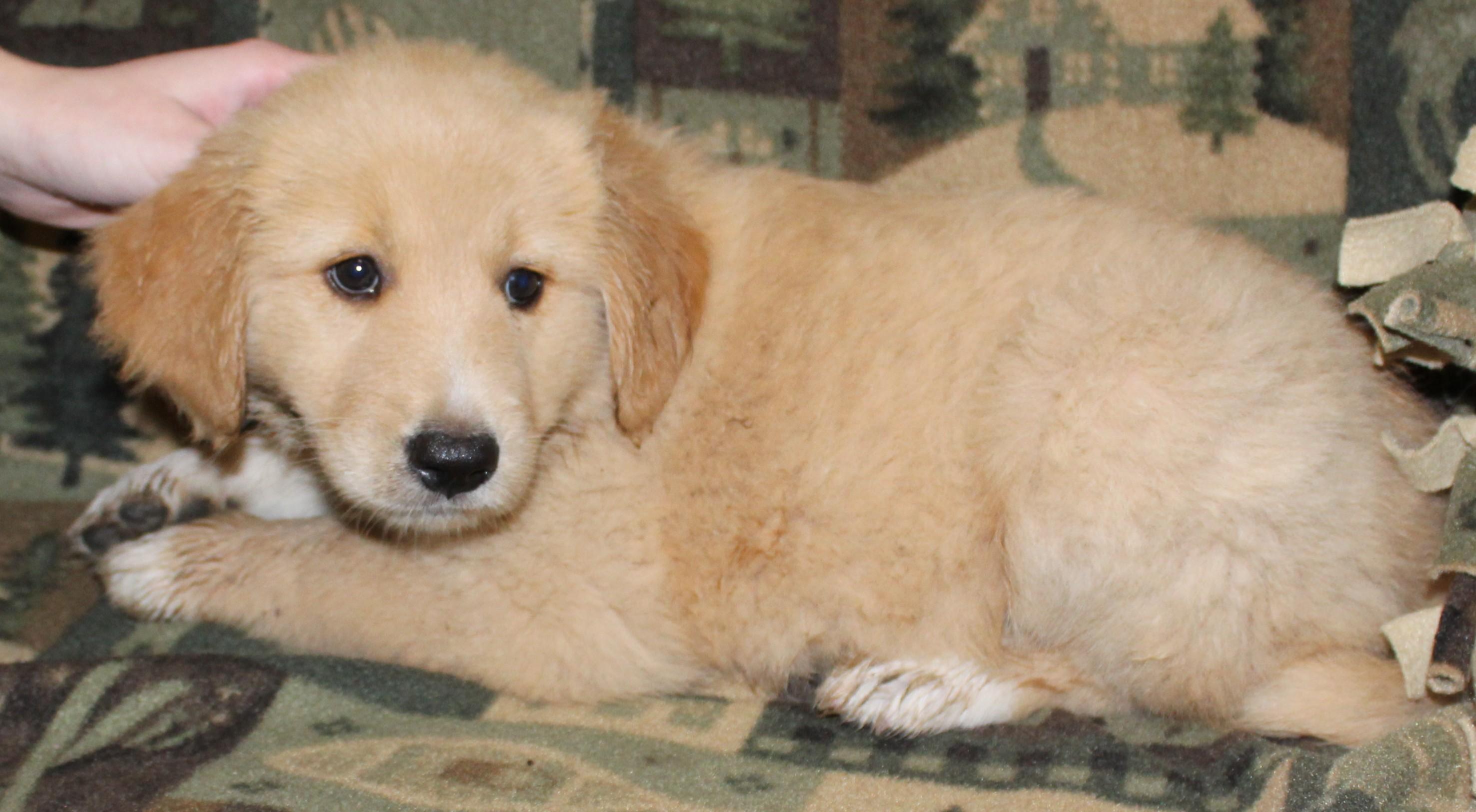 Pup 1 and Pup 2, an adopted mixed breed in Huron, SD image 2/3