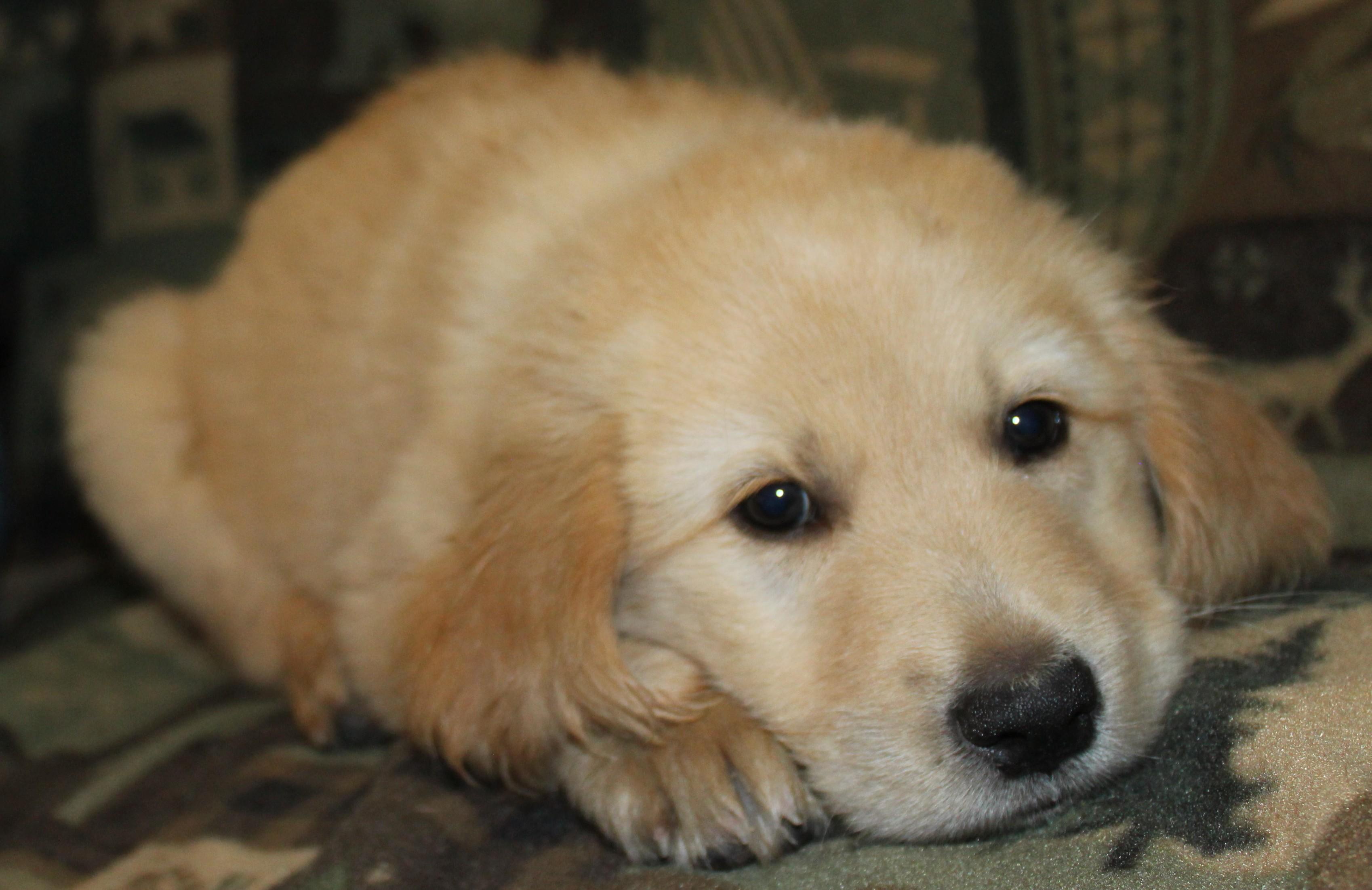 Pup 1 and Pup 2, an adopted mixed breed in Huron, SD image 3/3