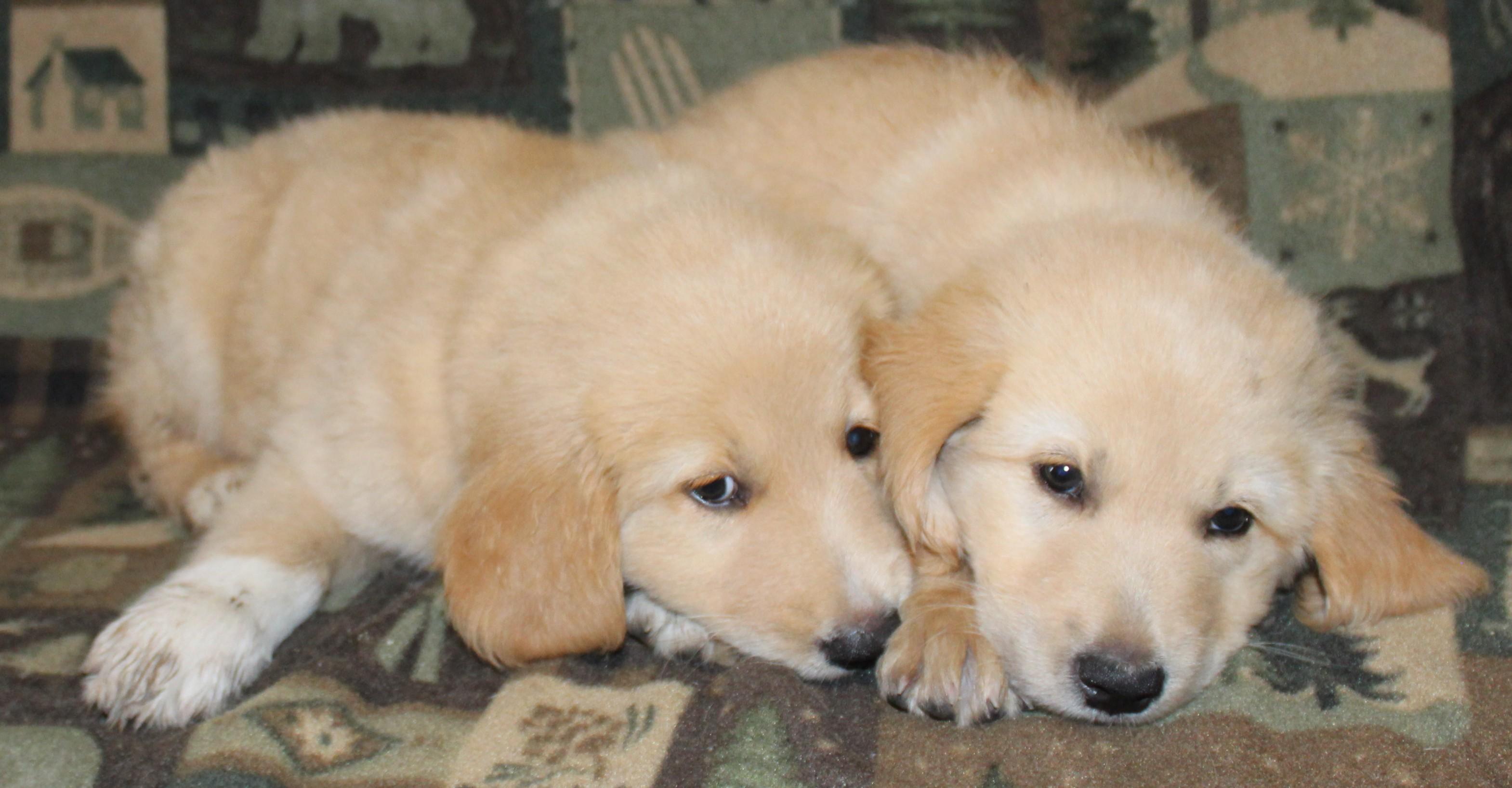Pup 1 and Pup 2, adopted, Puppy Male Golden Retriever & Chocolate Labrador Retriever.