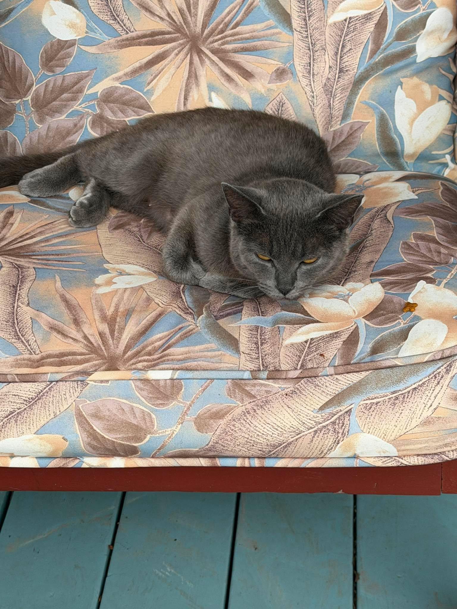 Enlarge FANTA, a ADOPTABLE Domestic Short Hair in Tillsonburg, ON image 1/1