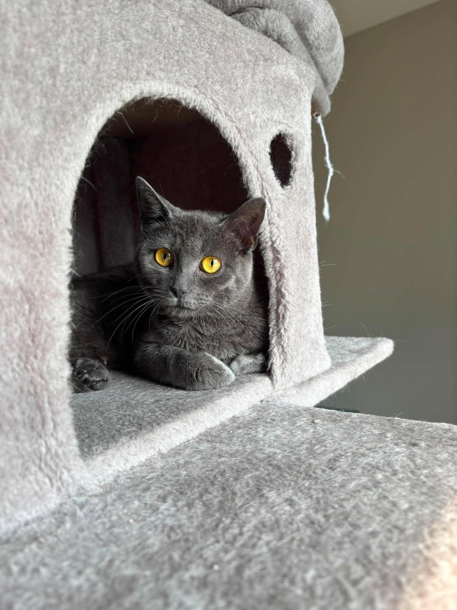 Enlarge FANTA, a ADOPTABLE mixed breed in Tillsonburg, ON image 1/2