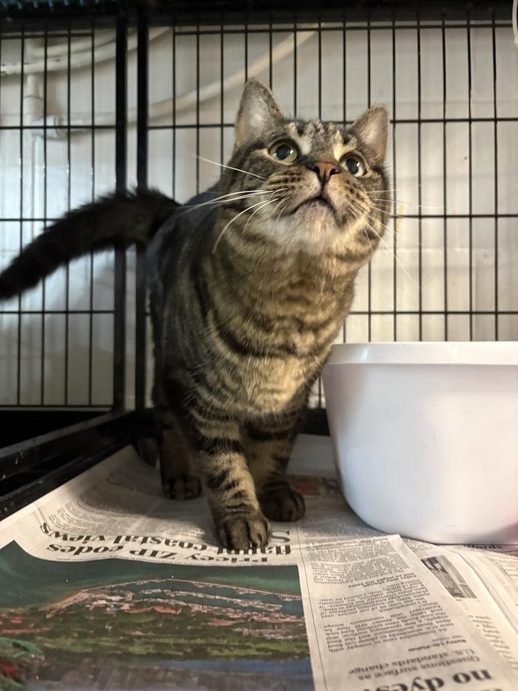 Funny Face, Adoptable, Senior Female Domestic Short Hair.
