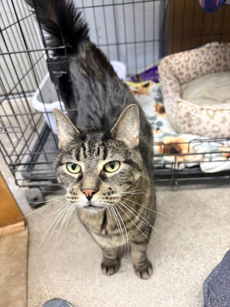 Funny Face, a Adoptable mixed breed in Mishawaka, IN image 3/4