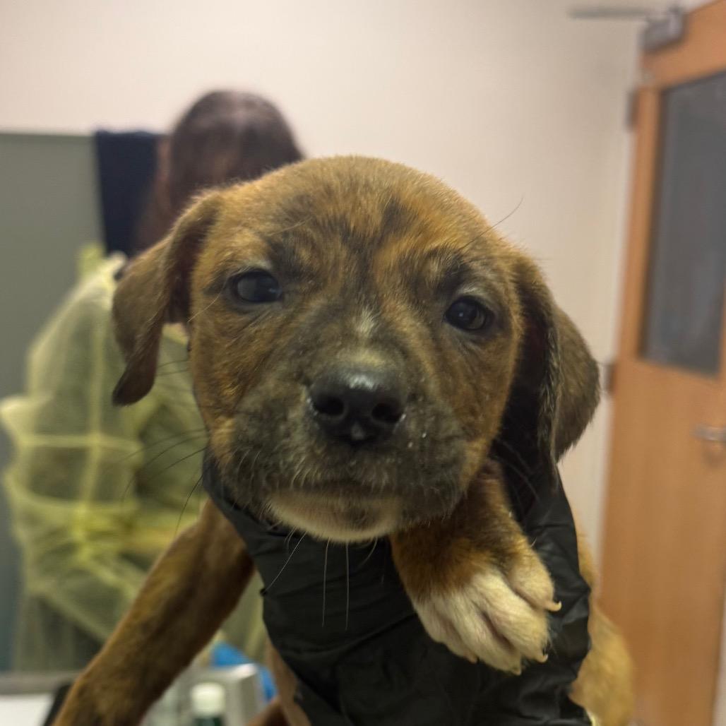 Willy, Adoptable, Puppy Male Mixed Breed.