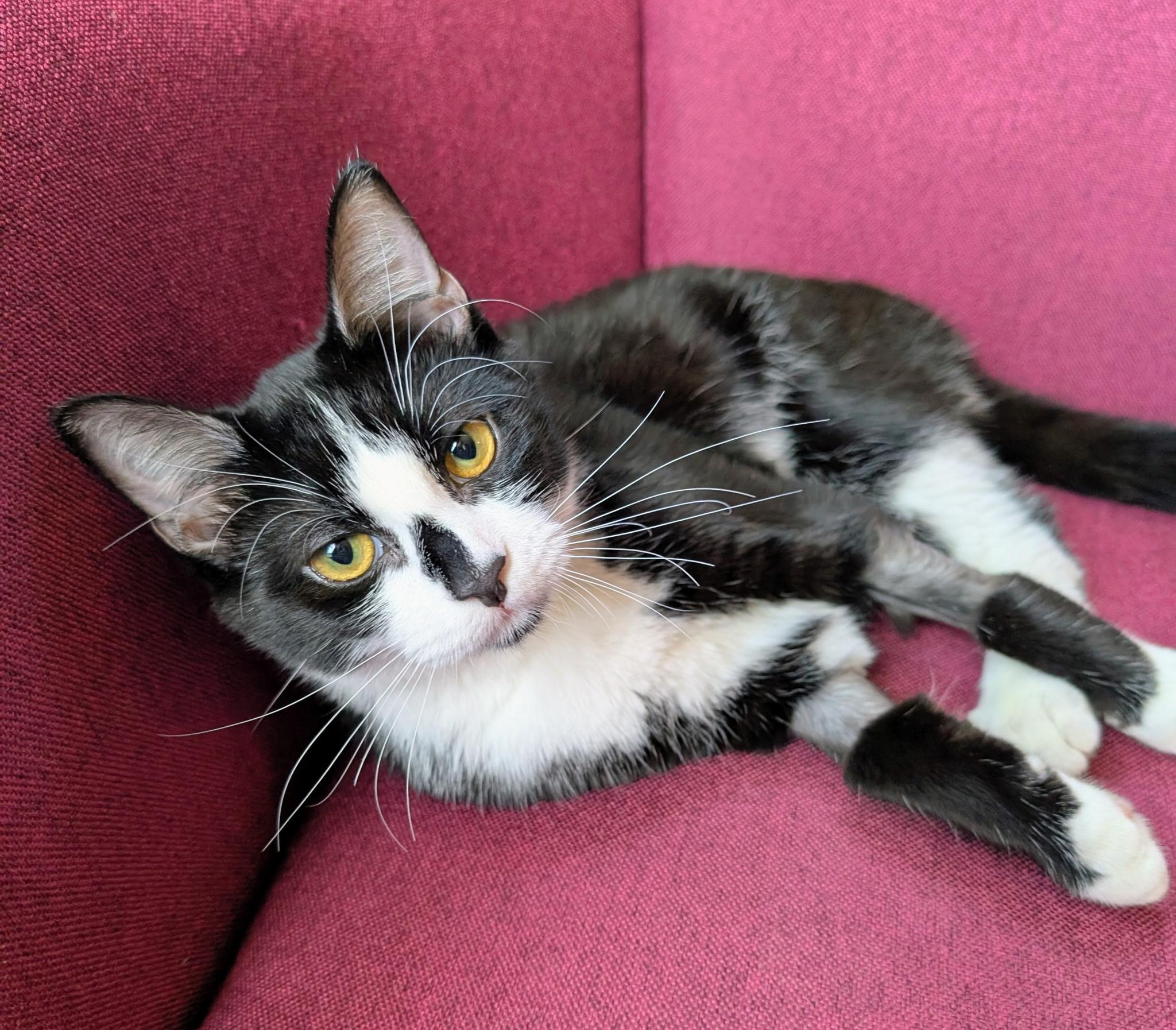 Honda, Adoptable, Young Female Domestic Short Hair.