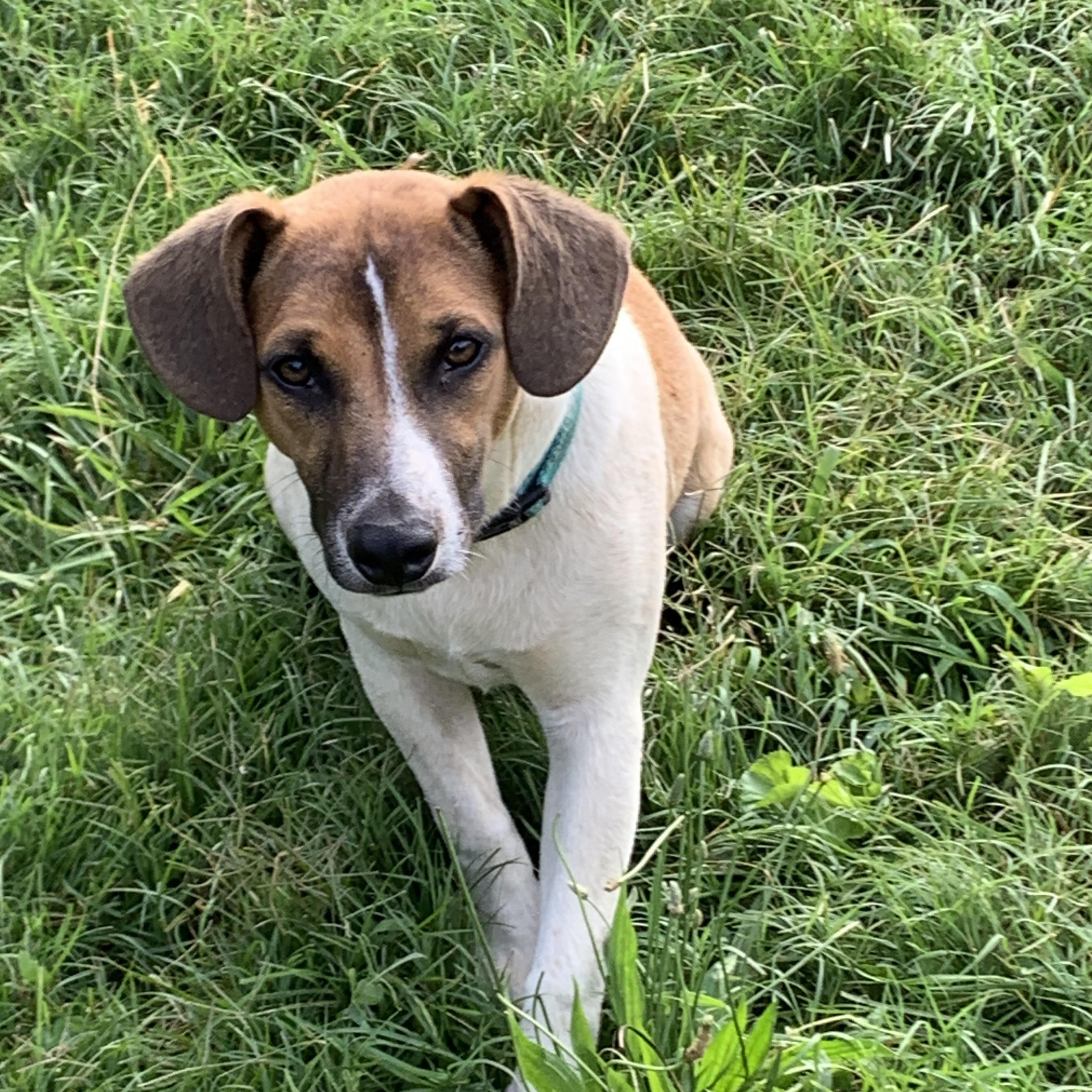 Enlarge Ollie, an adopted mixed breed in Pennington, NJ image 3/5