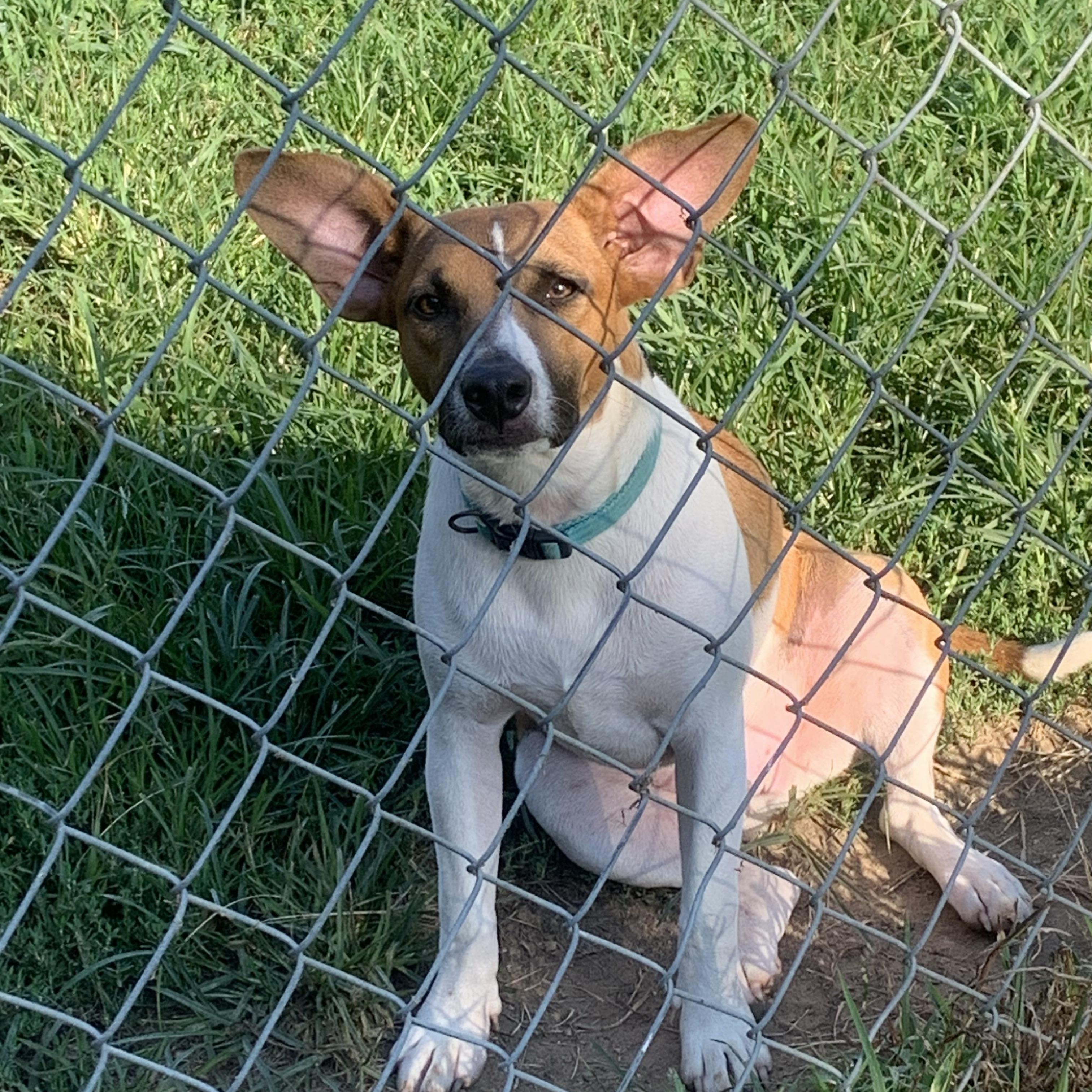 Ollie, adopted, Young Male Beagle & Jack Russell Terrier.