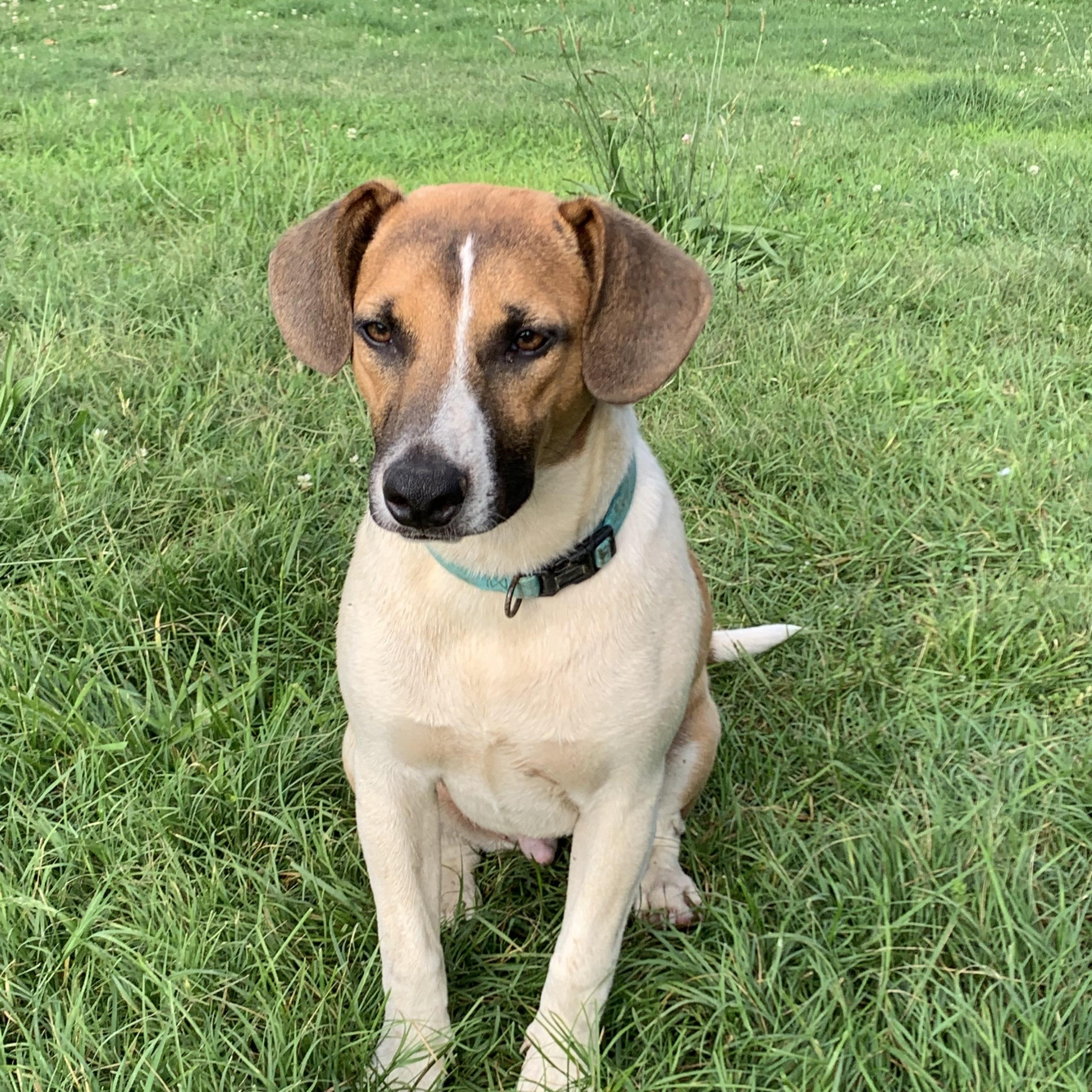Enlarge Ollie, an adopted mixed breed in Pennington, NJ image 4/5