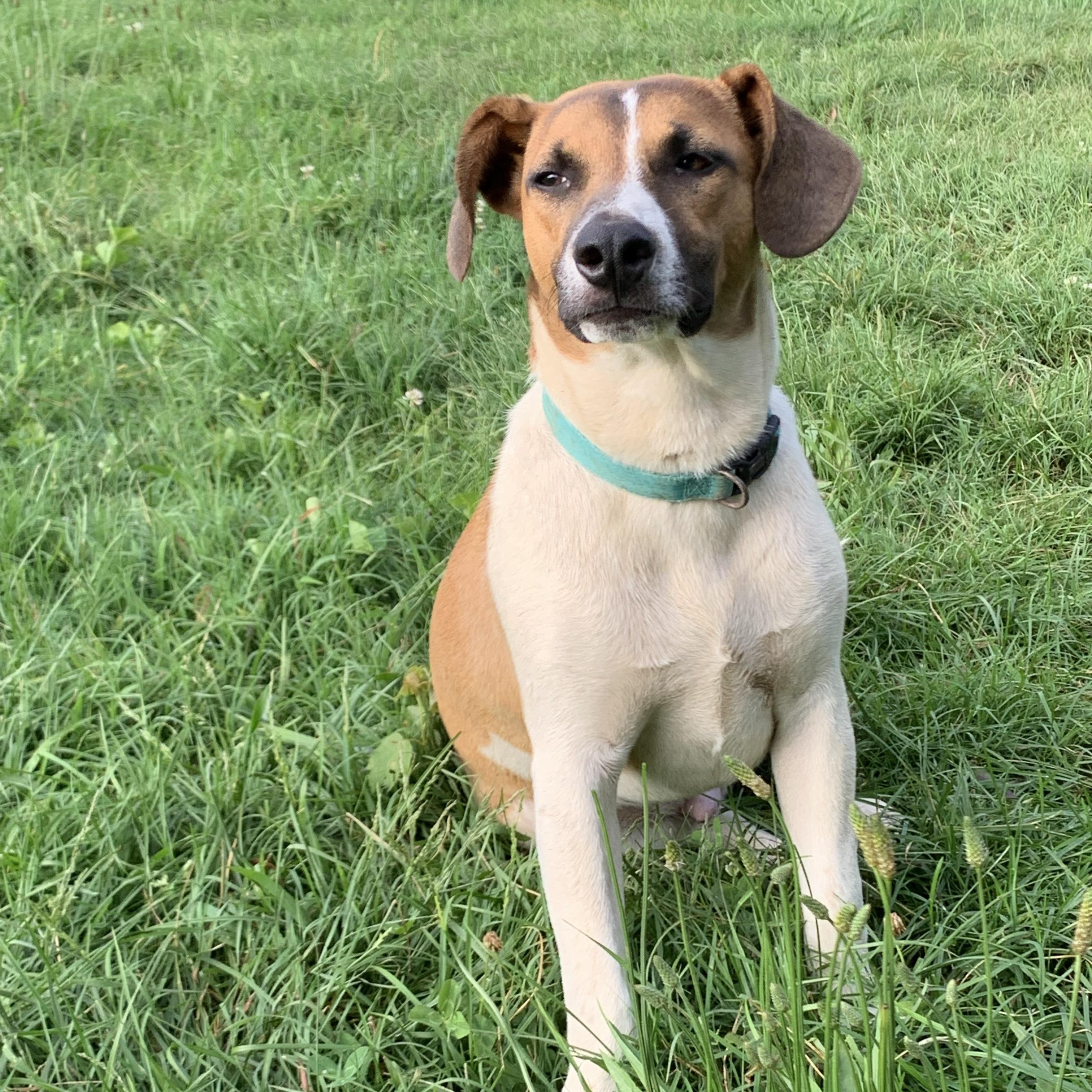 Enlarge Ollie, an adopted mixed breed in Pennington, NJ image 2/5