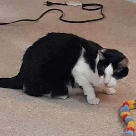 Bob, a Adoptable Tuxedo in Mission, KS image 3/6