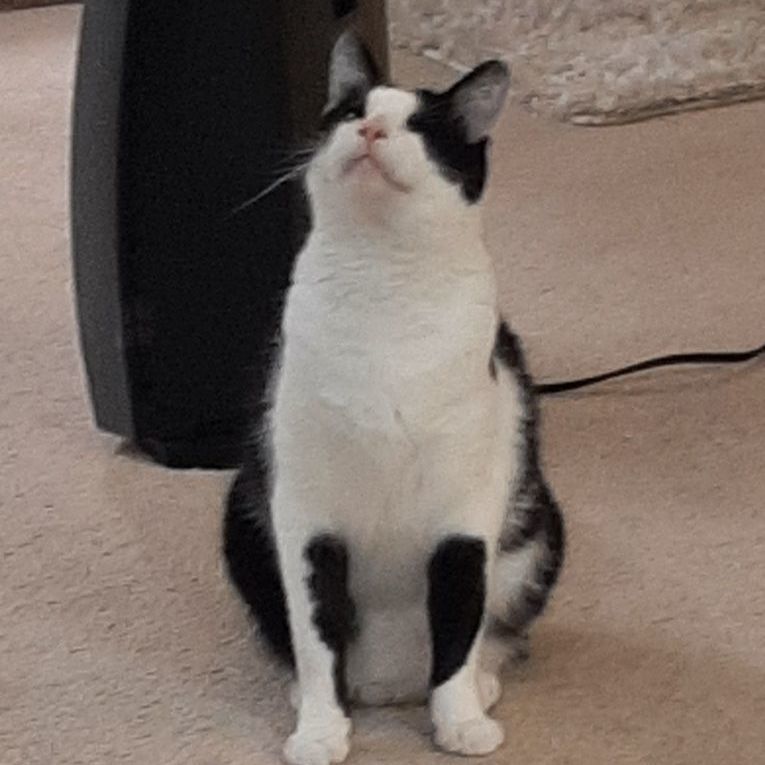 Bob, a Adoptable Tuxedo in Mission, KS image 1/6