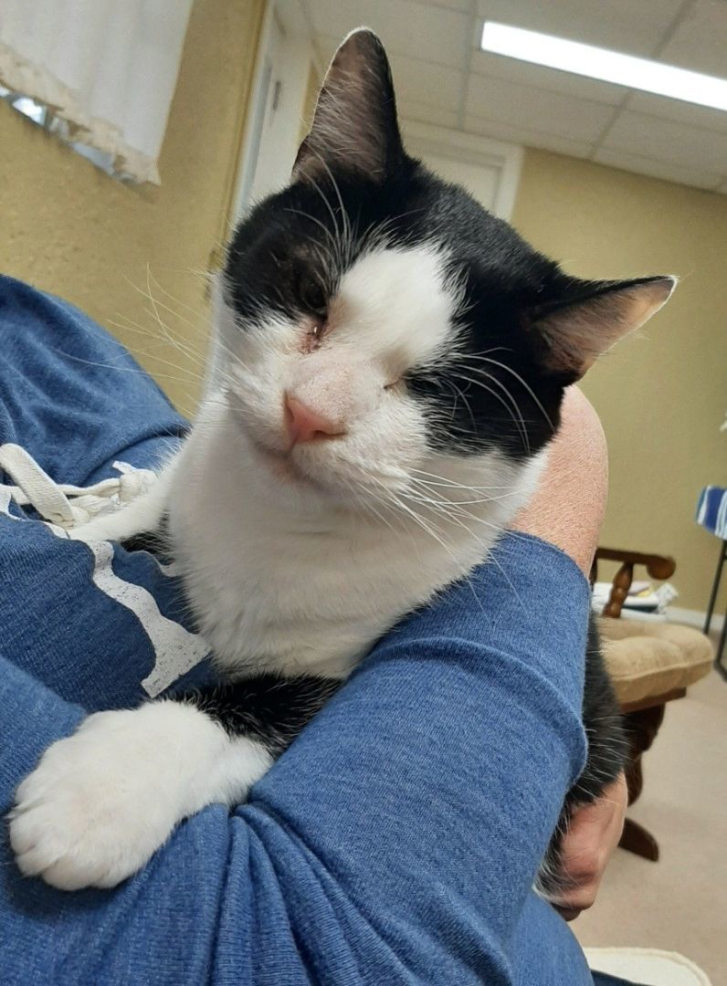 Bob, a Adoptable Tuxedo in Mission, KS image 4/6