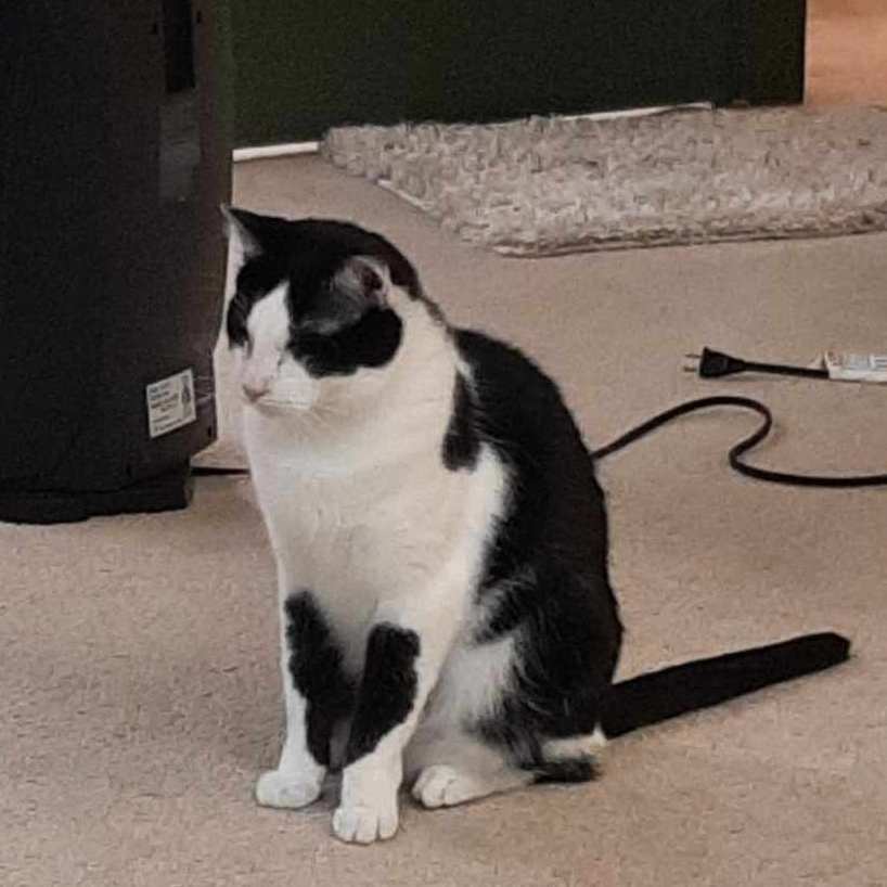 Bob, a Adoptable Tuxedo in Mission, KS image 5/6